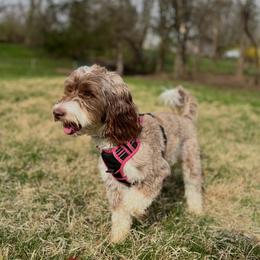 Winnie - Aussiedoodle