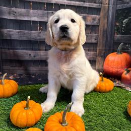 Boy 3 (Pentax) (green collar boy) - Light golden male Golden Retriever puppy in Hubbard, Ohio from Whickering Pines Golden Retrievers
