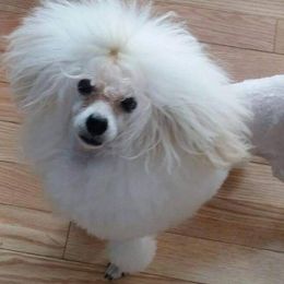 Chinese Cresteds and Poodles from Cosmic Chinese Cresteds & Wind-Echo Poodles