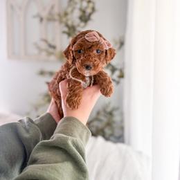 Crimson - Red  female Goldendoodle puppy in Greencastle, Indiana from Willow & Co.