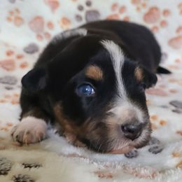 Sugar - Black tri female Miniature Australian Shepherd puppy in Laconia, Indiana from Beasley Acres Aussies