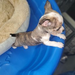 Chihuahua Puppies from Maldonado Pet Life Breeder LLC.