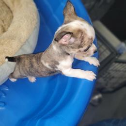 Chihuahua Puppies from Maldonado Pet Life Breeder LLC.