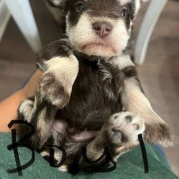 Boy 1 - Liver male Miniature Schnauzer puppy in Flomaton, Alabama from Boutwell's Miniature Schnauzers