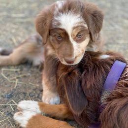 Australian Shepherd Puppies from Roosters Brand of Aussies