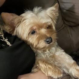 Bella - Yorkshire Terrier
