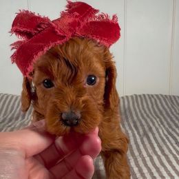 Red Little Love - Red  female Goldendoodle puppy in Mayfield, Utah from Ruff Country Doodles