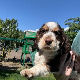 Georgie - Liver white and tan male English Springer Spaniel puppy in Coeur D'alene, Idaho from Springer Hollow
