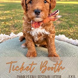 Ticket Booth - Red  male Goldendoodle puppy in Nacogdoches, Texas from Designer Doodles