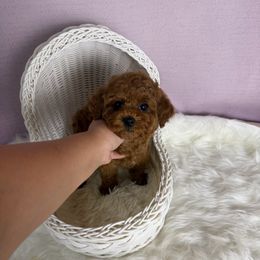 Goku(AKC) - Red  male Poodle puppy in Moreno Valley, California from Yanni's Poodle