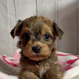 Protea - Red sable female Havanese puppy in Clermont, Florida from Country Sweet Havanese and Creative Coaching
