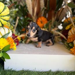 Molly - Dapple female Dachshund puppy in Wills Point, Texas from Duck Creek Farm