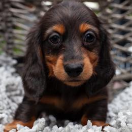 Petunia - Black and tan female Dachshund puppy in Tampa, Florida from EntityDachs
