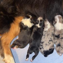 Miniature American Shepherd puppies from Southern L Aussies