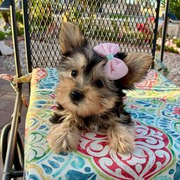 Sunny - Blue and gold female Yorkshire Terrier puppy in Yuma, Arizona from Yuma Yorkie