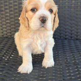 Mary - Buff and white female Cocker Spaniel puppy in Platteville, Wisconsin from Elk Grove Cocker Spainels