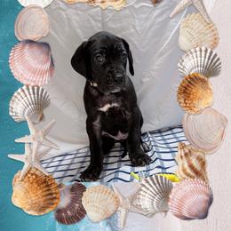 Opal - Black and white female Great Dane puppy in Gonzales, Louisiana from Anstatt House Of Danes