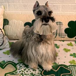 Kashmir - Salt and pepper female Miniature Schnauzer puppy in Russell, Kentucky from Marjorie's Simply Schnauzer