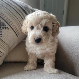 Tesla - Buff and white male Cockapoo puppy in Mayville, Michigan from Kathy Maize