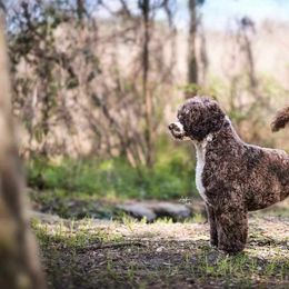 Marco - Portuguese Water Dog