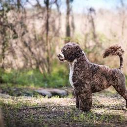 Marco - Portuguese Water Dog