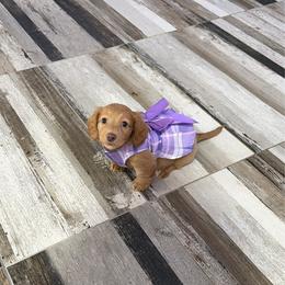Ella - Cream female Dachshund puppy in Plantation, Florida from Lovelaced Pups
