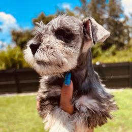 Leia - Salt and pepper female Miniature Schnauzer puppy in Lehigh Acres, Florida from Regency Schnauzer