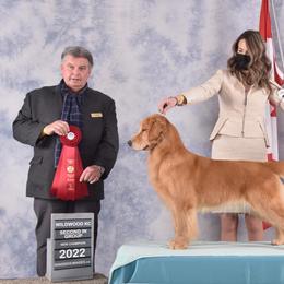 Trained adult - Golden female Golden Retriever puppy in Clinton, New York from Emerald Knoll