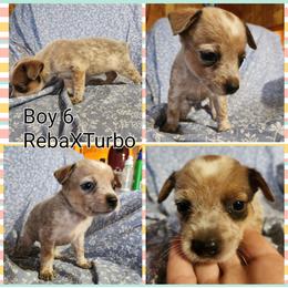 Boy 6 - Red mottled male Australian Cattle Dog puppy in Bradford, Arkansas from Cedar Rock Heelers and Kelpies
