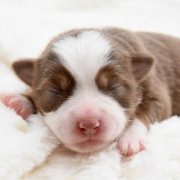 Fateful - Red tri female Toy Australian Shepherd puppy in Chickasha, Oklahoma from Rustic Lace