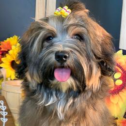 Memphis - Havanese