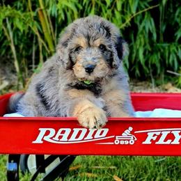 Edgar - Merle male Saint Berdoodle puppy in Battle Ground, Washington from Mad Hatter Farms Saint Berdoodles