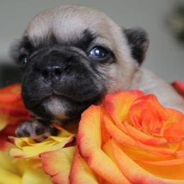 French Bulldog Puppies from Mt Olympus Frenchies