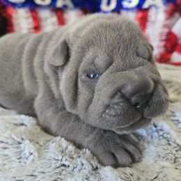 Chinese Shar-Pei puppies from DCSHARPEI