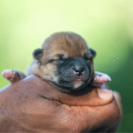 Boy 2 - Red male Shiba Inu puppy in Hephzibah, Georgia from Evenfalls Shiba Inu