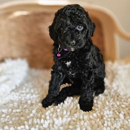 Daisy- F1b purple collar - Black and white Aussiedoodle puppy in Mountain Grove, Missouri from JMR Aussies and Doodles