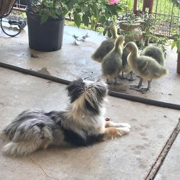Toy Australian Shepherd All Grown Up from Texas Toy Aussies