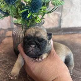 Gray collar - Fawn male Pug puppy in Tucson, Arizona from Furever Friends