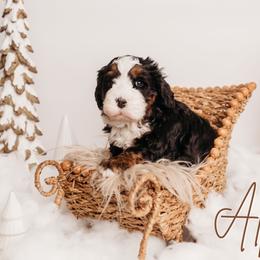 Alpine - Tri-color male Bernedoodle puppy in Grants Pass, Oregon from Royal Empire Bernedoodles