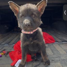Pooh - Sable male German Shepherd puppy in Livingston, Kentucky from Illyria Dox & GSD