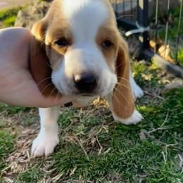 Yellow Collar - Mahogany and white female Basset Hound puppy in Fayetteville, Arkansas from Heyliger Hounds