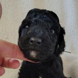 Boston Cream - tan boy - Black male Goldendoodle puppy in Stevensville, Montana from 3 Willows Doodles