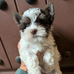 PeeWee (Chocolate Parti male) - Chocolate, tan and white male Yorkshire Terrier puppy in Gatesville, Texas from KontryKritterz Yorkies