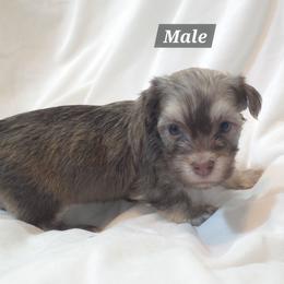 Male 2 - Chocolate sable male Havanese puppy in Medina, Ohio from Momma's Minis