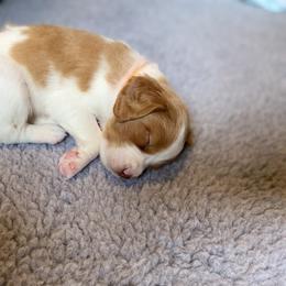 Girl 3 - Orange and white Brittany puppy in Port Orchard, Washington from Tullyvar Farm
