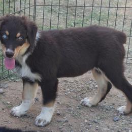 Nimbus - Red tri-color female Australian Shepherd puppy in San Tan Valley, Arizona from Mott Ranch - Blazin' Sun Aussies