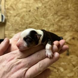 Piper - Black tri-color female Australian Shepherd puppy in Springfield, Oregon from Shelter Cove Aussies