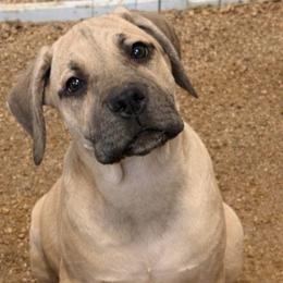 Gomi - Fawn male Boerboel puppy in Warren, Michigan from BoHo Boerboels