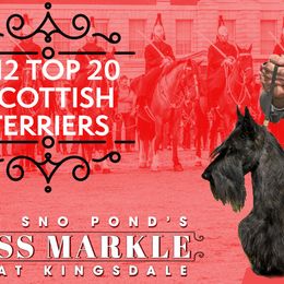 Scottish Terriers from Kingsdale Scottish Terriers