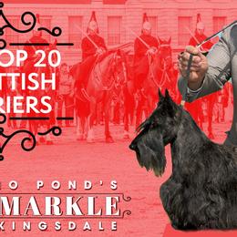 Scottish Terriers from Kingsdale Scottish Terriers